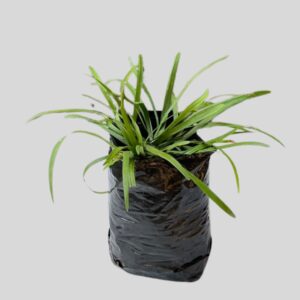 Liriope muscari 3lt