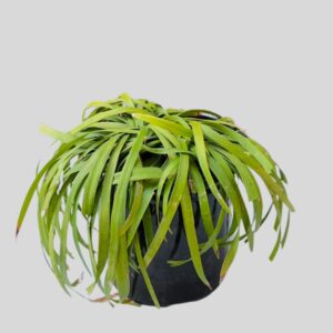 Liriope muscari BIG BLUE 17cm