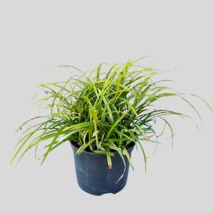 Liriope muscari Pure Blonde 17cm