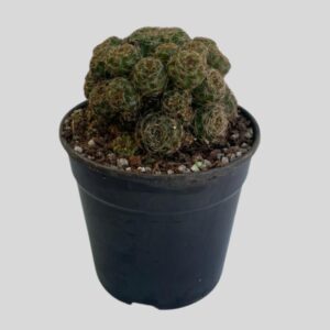Lobivia arachnacantha 12cm