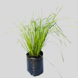 Lomandra longifolia TANIKA 4lt