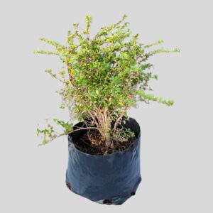 Lonicera nitida AUREA 2lt