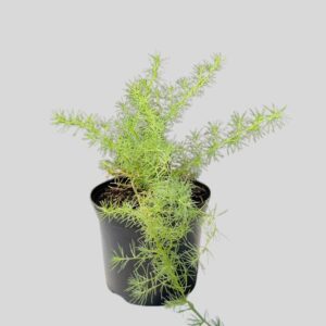 Lotus berthelotii 15cm