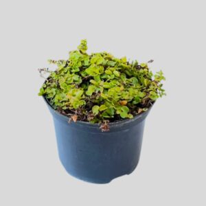 Lysimachia nummularia AUREA 17cm
