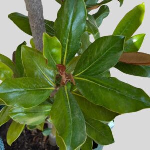 Magnolia grandiflora LITTLE GEM 50lt
