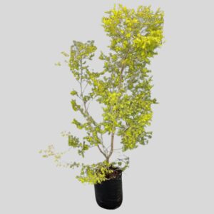 Melaleuca bracteata JHB GOLD 40lt