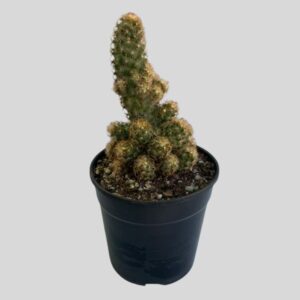 Mammillaria elongata 12cm