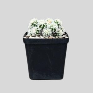 Mammillaria elongata/gracillis 8cm