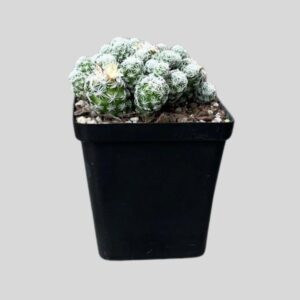 Mammillaria gracilis 10cm