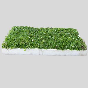 Mazus reptans 128plugs