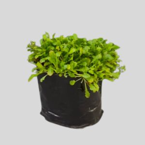 Mazus reptans 4lt