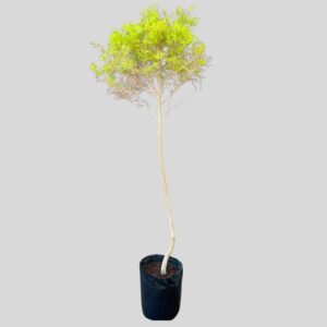 Melaleuca bracteata JHB GOLD STD 10lt