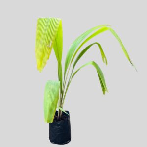 Molineria capitulata 10lt