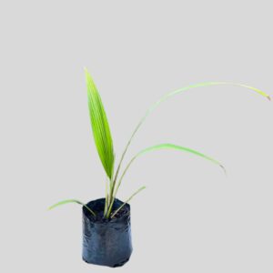 Molineria capitulata 4lt