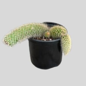Monkey tail CACTUS 12cm