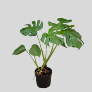 Monstera Deliciosa 20cm