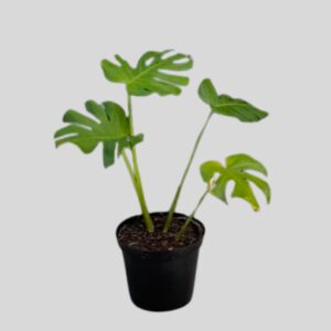 Monstera deliciosa 25cm
