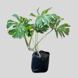Monstera deliciosa 40lt