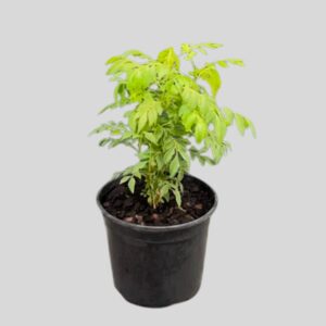 Murraya Koenigii (Curry Leaf) 15cm