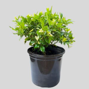 Murraya MINI MIKE 17cm