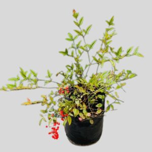 Nandina domestica 4lt