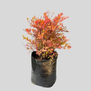 Nandina domestica GULFSTREAM 10lt