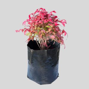 Nandina Pygmaea 10lt
