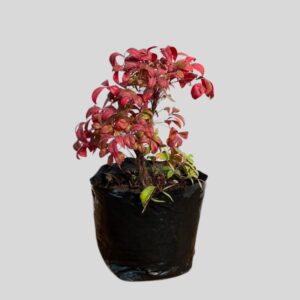 Nandina pygmaea 4lt
