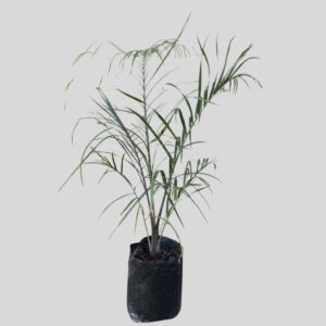 Neodypsis Decaryi -Triangle Palm 10lt
