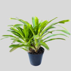 Neoregelia Meyendorfii 18cm