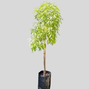 Nuxia floribunda 20lt