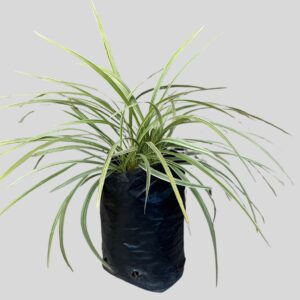 Ophiopogon jaburan VITTATIS 3lt