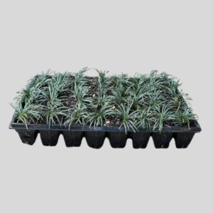Ophiopogon Japonicus Kyoto Dwarf 40plugs