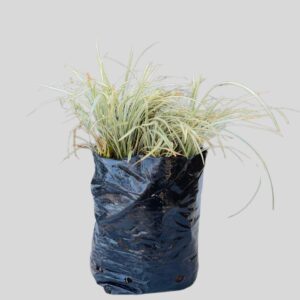 Ophiopogon Japonicus Variegata 3lt