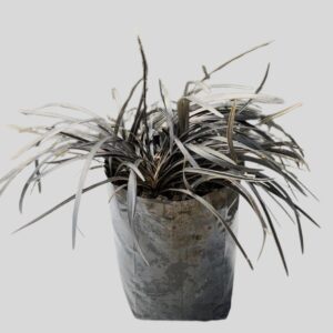 Ophiopogon Planiscapus Nigrescens 3lt