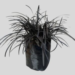 Ophiopogon planiscapus NIGRESCENS 3lt