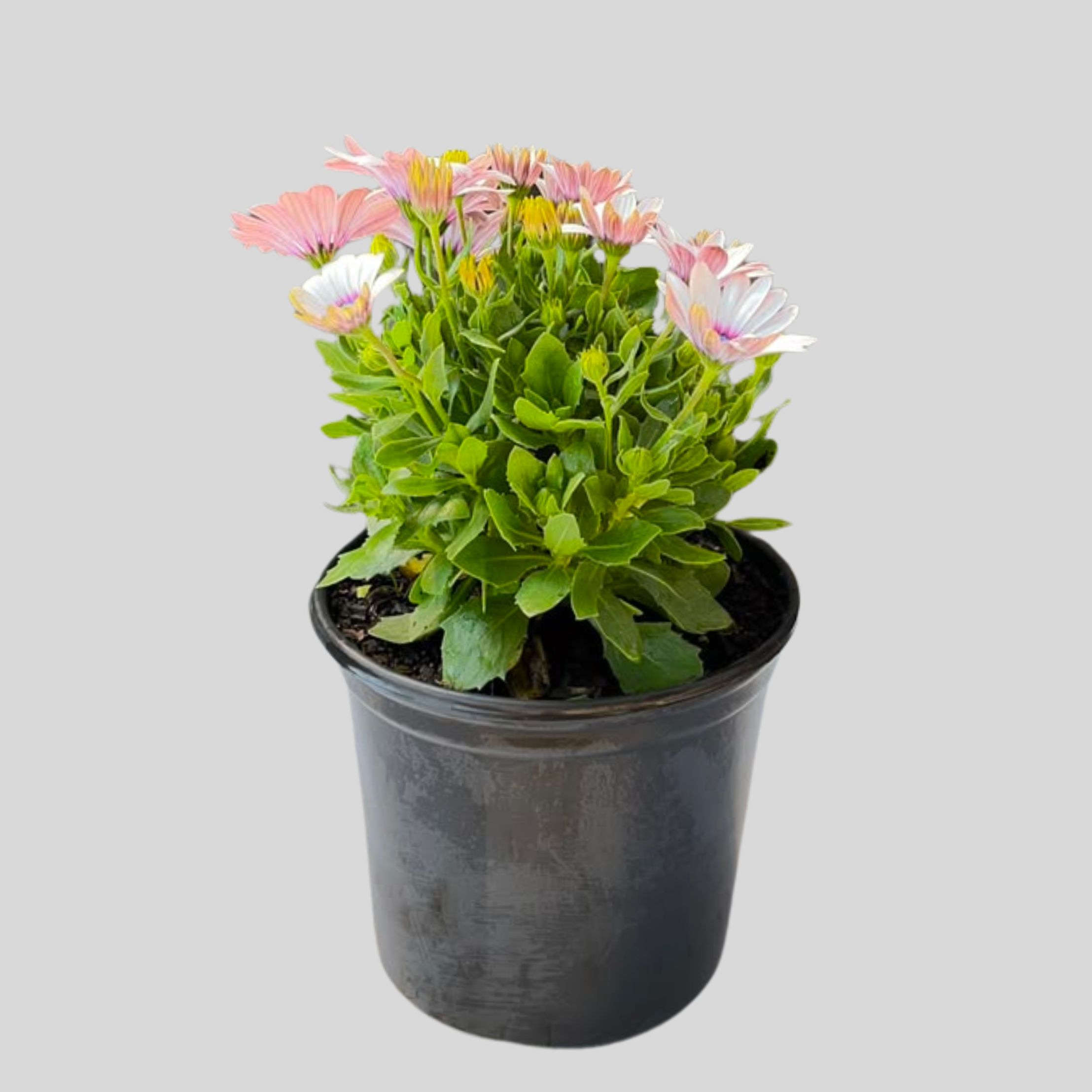 Osteospermum (Dimorphotheca ) Ostica Mixed 4lt/17cm