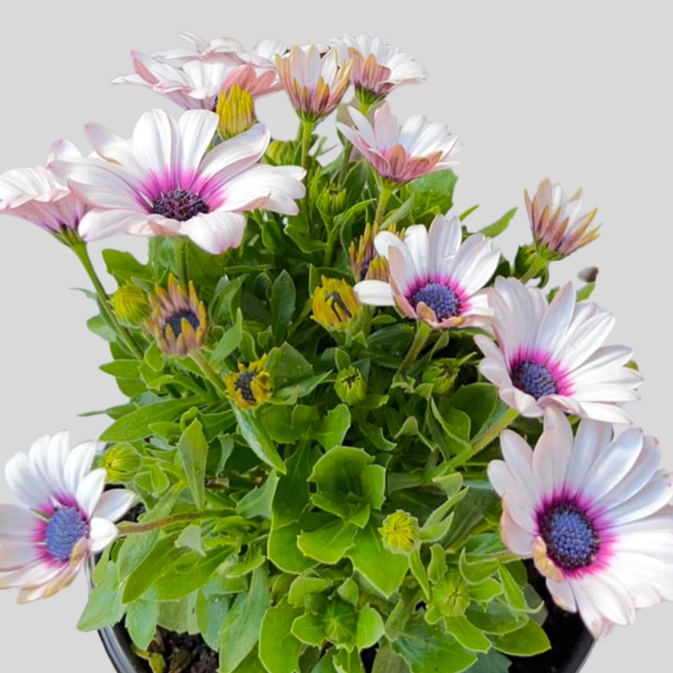 Osteospermum (Dimorphotheca ) Ostica Mixed 4lt/17cm - Image 2