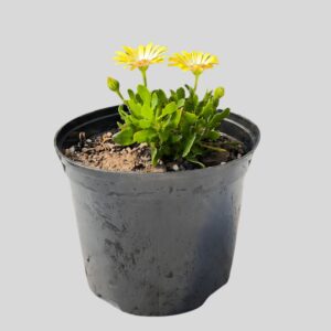 Osteospermum karoo CREAM 15CM