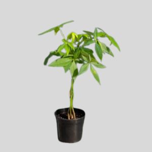 Pachira Aquatica Braided 15cm