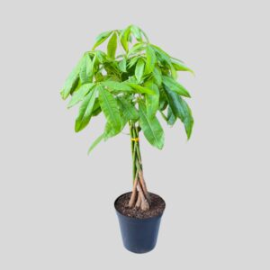 Pachira Aquatica Braided 20cm