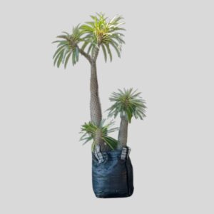 Pachypodium lamerei 100lt