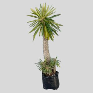 Pachypodium lamerei MULTI HEADS 16lt