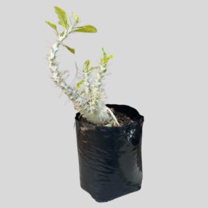 Pachypodium saundersii 10lt