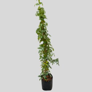 Pandorea Jasminoides Lady Di 10lt