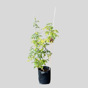 Pandorea Jasminoides Rosea 10lt
