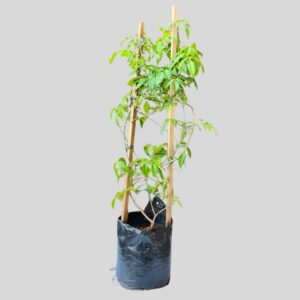 Pandorea Jasminoides Rosea 5lt