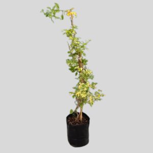 Pandorea Jasminoides Variegata 5lt