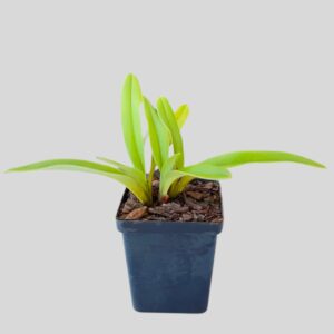 Paphiopedilum lady slipper 10cm