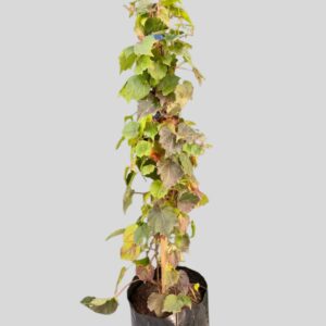 Parthenocissus Tricuspidata 10lt